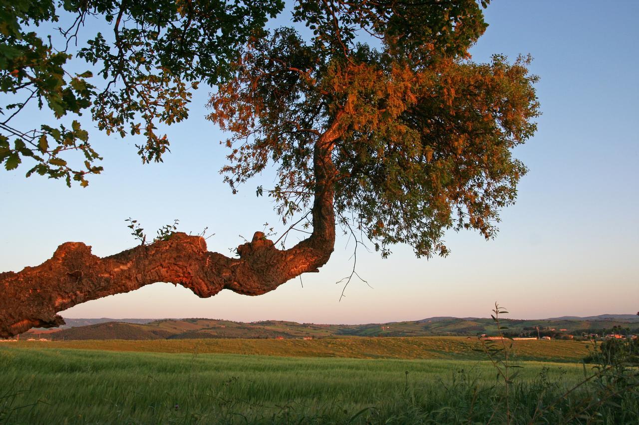 Agriturismo Il Forasacco Grosseto Exterior foto